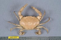 藏品(鋸緣青蟳)的圖片